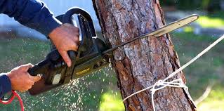 Best Storm Damage Tree Cleanup  in Fort Lee, NJ