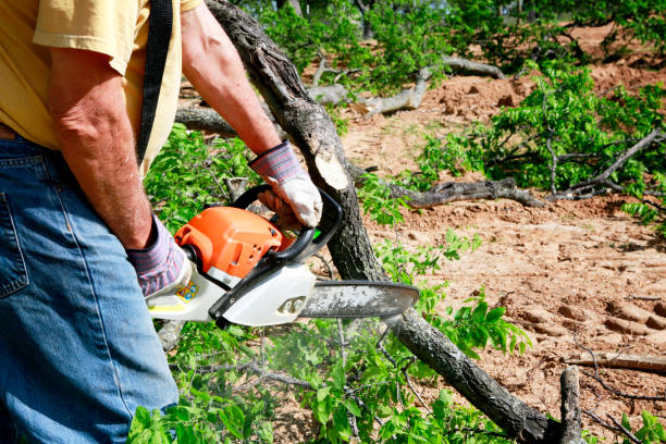 Trusted Fort Lee, NJ  Tree Services Experts